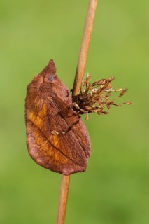 The Drinker moth (Euthrix potatoria)