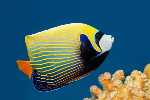 Emperor Angelfish (Pomacanthus imperator)