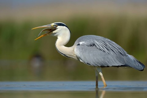 Grey Heron (Ardea cinerea)