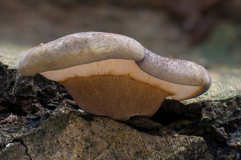 Late Fall-Oyster or Late Oyster (Panellus serotinus)