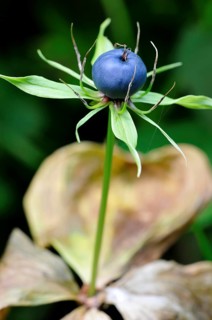 True Lover's Knot (Paris quadrifolia)
