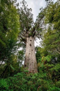 Tane Mahuta