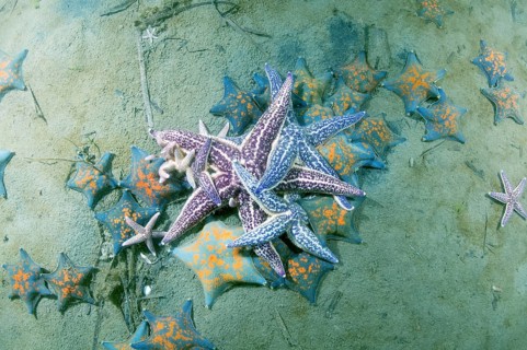 Northern Pacific Seastar or Japanese Common Starfish (Asterias amurensis)