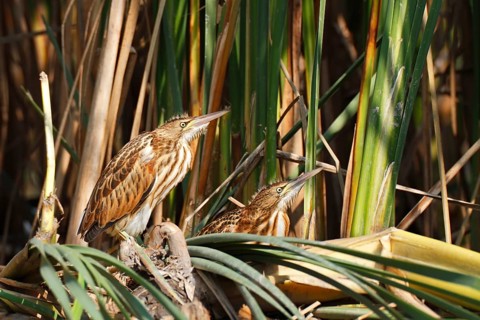 Little Bitterns (Ixobrychus minutus)