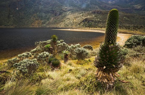 Giant Lobelia (Lobelia deckenii) surrounded by tussock on Bujuku Lake