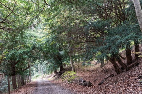 Ibengarten nature reserve