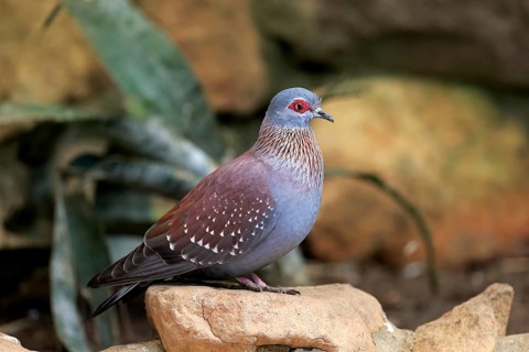 Speckled Pigeon (Columba guinea)
