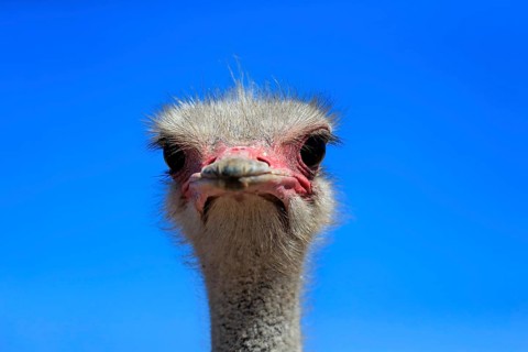 Southern Ostrich (Struthio camelus australis)