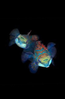 Mandarinfish (Synchiropus splendidus)