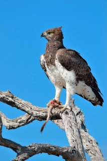 Martial Eagle (Polemaetus bellicosus)