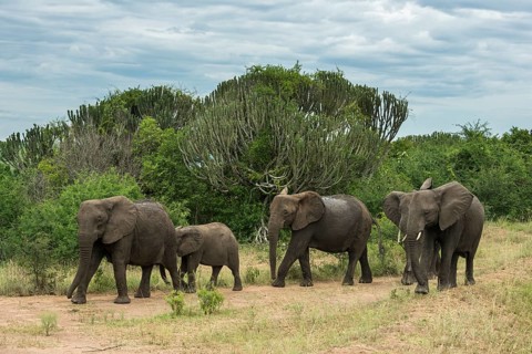 African Elephants (Loxodonta africana)
