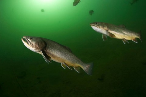 Brook trout (Salvelinus fontinalis)