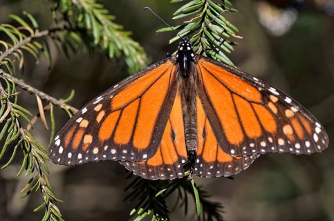 Monarch butterfly (Danaus plexippus)