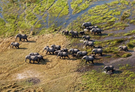 African Elephants (Loxodonta africana)