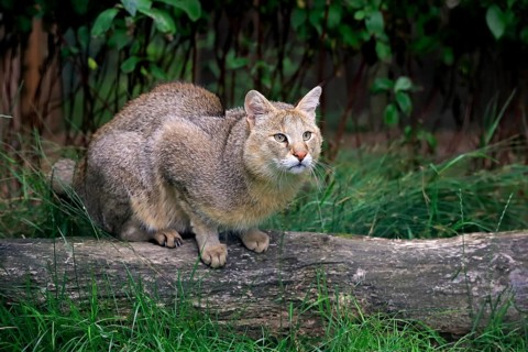 Jungle Cat (Felis chaus)