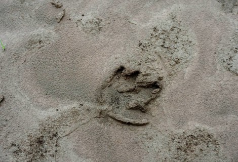Tracks of a Tapir (Tapirus)