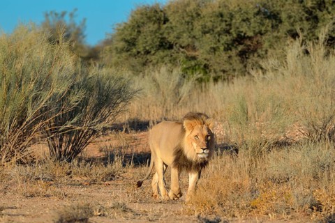 Lion (Panthera leo)