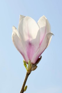 Chinese magnolia flower (Magnolia x soulangiana)