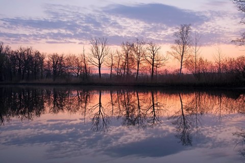 Trees reflected in the water