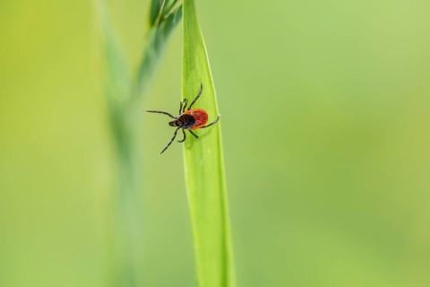 Female tick