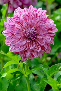 Giant flowering
