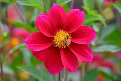 Dahlia variety Firewheel (Dahlia)