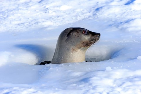 Harp Seal or Saddleback Seal (Pagophilus groenlandicus
