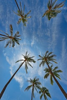 Palm trees