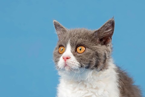 Selkirk Rex kitten