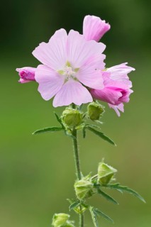 Musk Mallow (Malva moschata)
