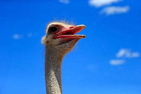 Southern Ostrich (Struthio camelus australis)
