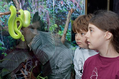 Children watching a Green Tree Python (Morelia viridis)
