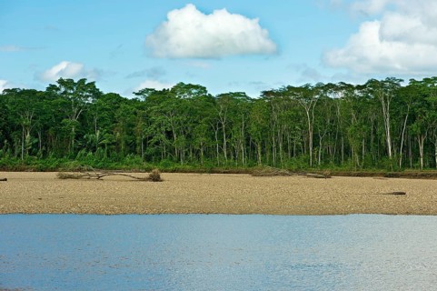 Gallery forest on the banks of the Tambopata River Tambopata Nature Reserve
