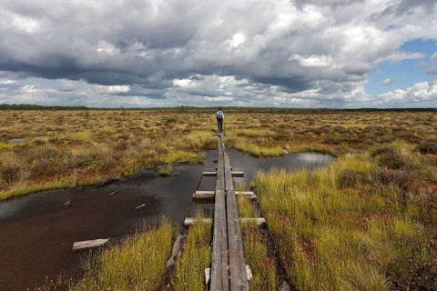 Boardwalk through moorland