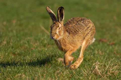 Hare (Lepus europaeus) running in a meadow