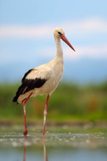 White Stork (Ciconia ciconia) foraging