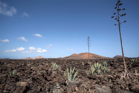 Agaves (Agave) in the lava field near Mancha Blanca
