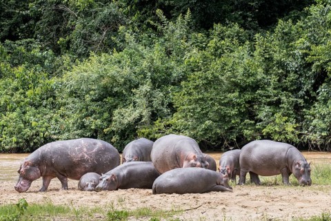 Hippopotamuses (Hippopotamus amphibius)