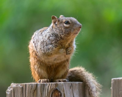 Rock Squirrel (Spermophilus variegatus)