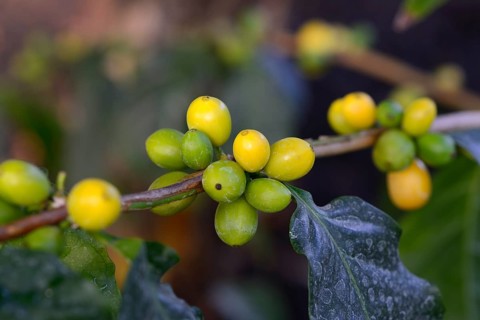 African Coffee (Coffea stenophylla)