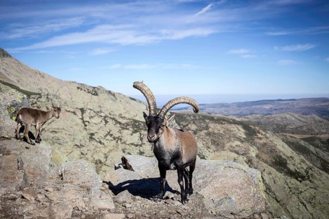Spanish Ibexes (Capra pyrenaica)