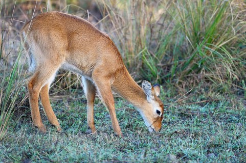 Puku (Kobus vardonii)