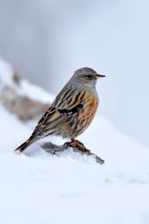 Alpine Accentor (Prunella collaris)