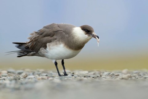 Parasitic jaeger or Arctic Skua (Stercorarius parasiticus)