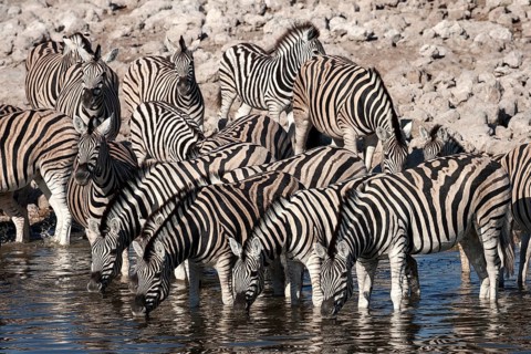 Herd of Burchell's Zebras (Equus burchellii) drinking at the Okaukuejo waterhole