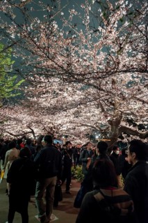 Tourists and Japanese under blossoming cherry foams at night