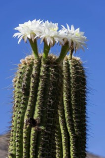 Blooming Echinopsis chiloensis cactus
