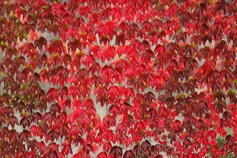 Japanese Creeper (Parthenocissus tricuspidata)