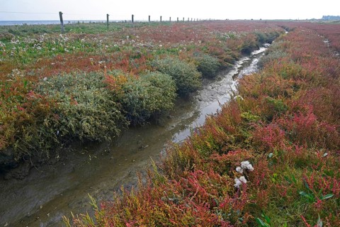 Salt meadow with glasswort (Salicornia europaea) and sea aster (Tripolium pannonicum)