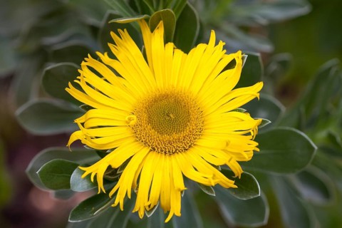 Canary Island Daisy (Asteriscus sericeus)